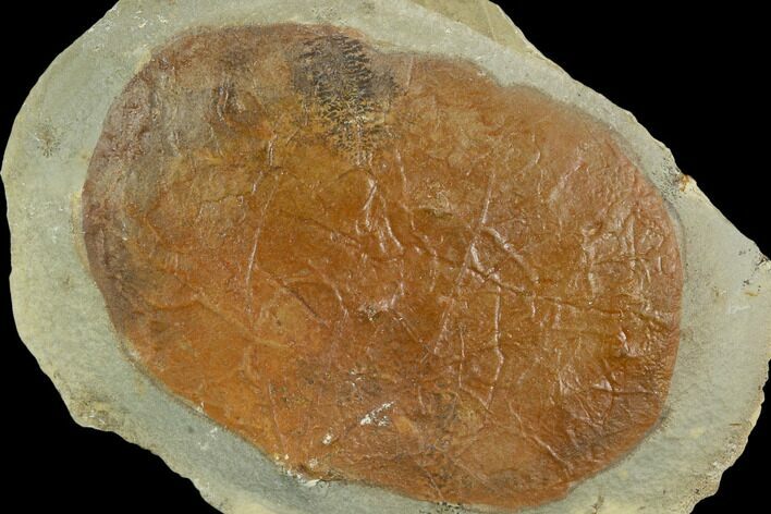 Fossil Leaf (Zizyphoides) - Montana #120775